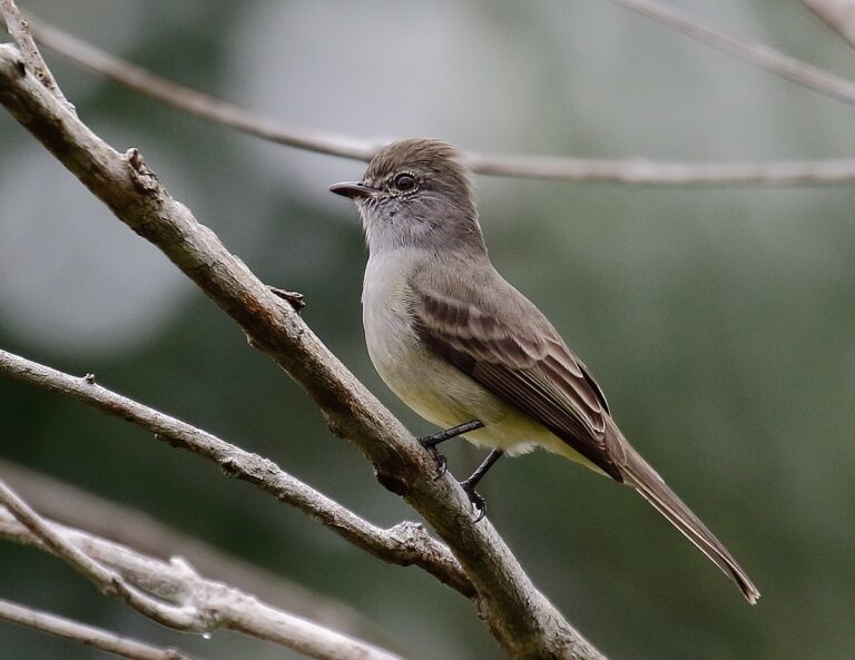 Amazonian Scrub Flycatcher