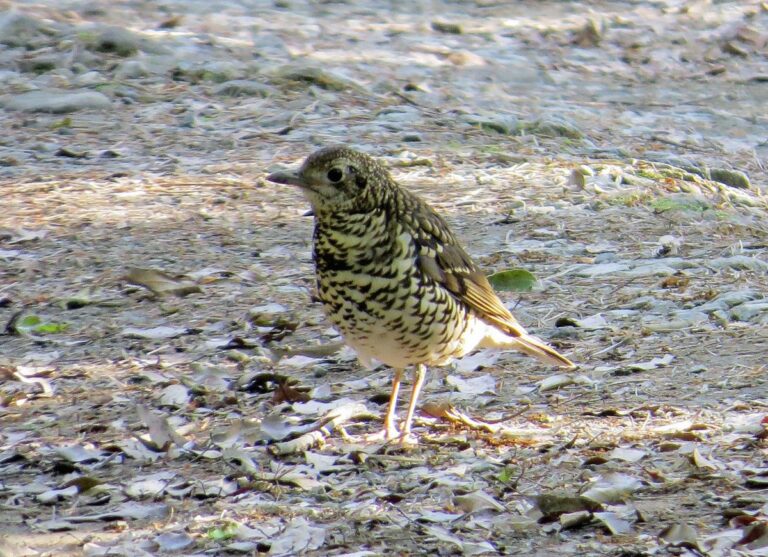 Amami Thrush