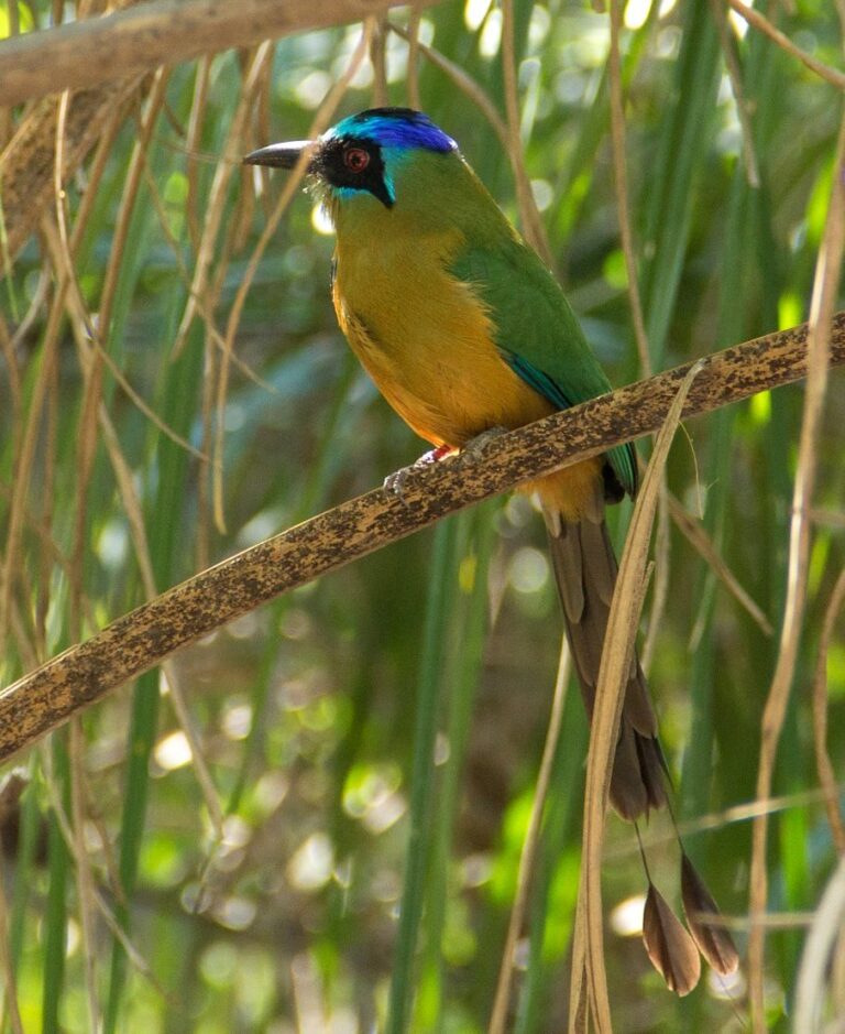 Amazonian Motmot