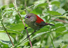 Abyssinian crimsonwing