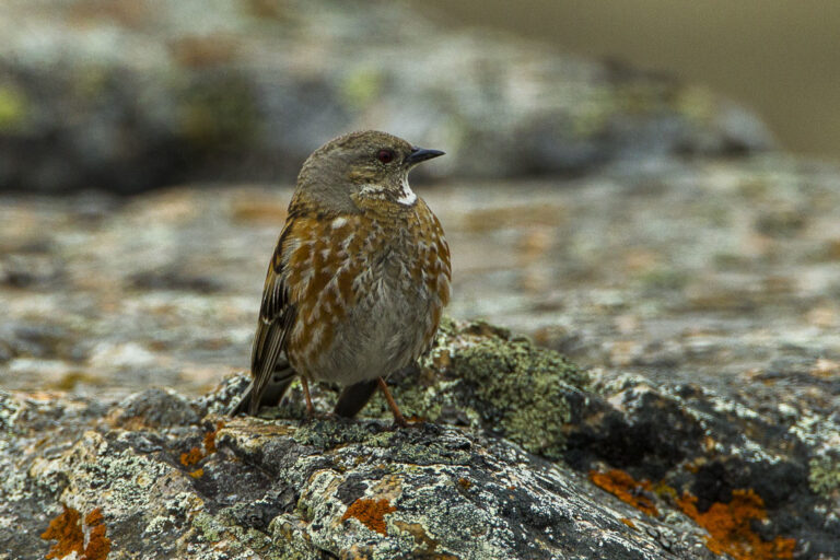 Altai accentor