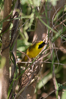 Altamira Yellowthroat