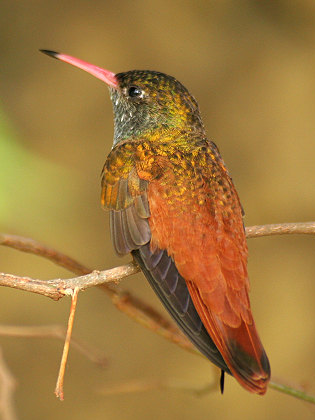 Amazilia Hummingbird