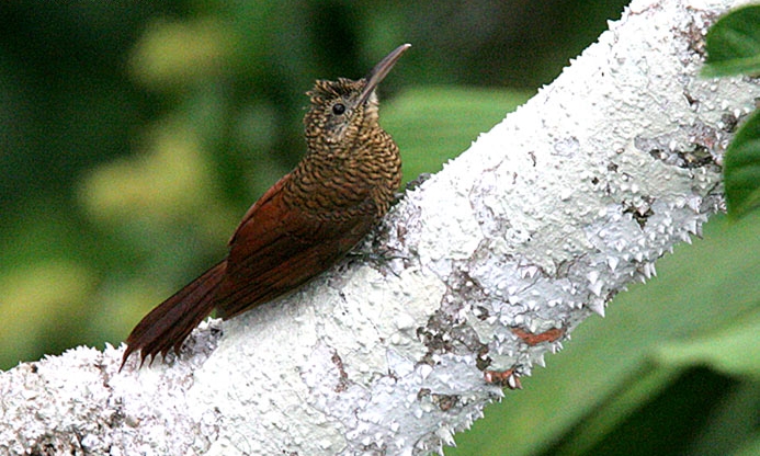 Amazonian Barred Woodcreeper