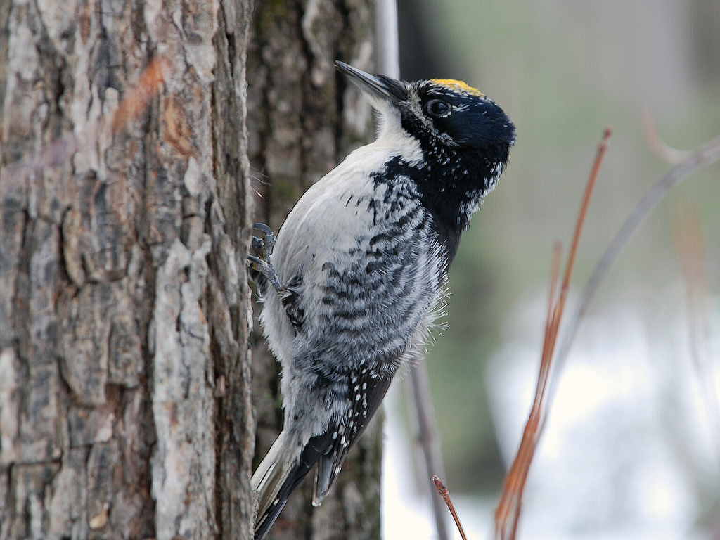 American Three-Toed Woodpecker