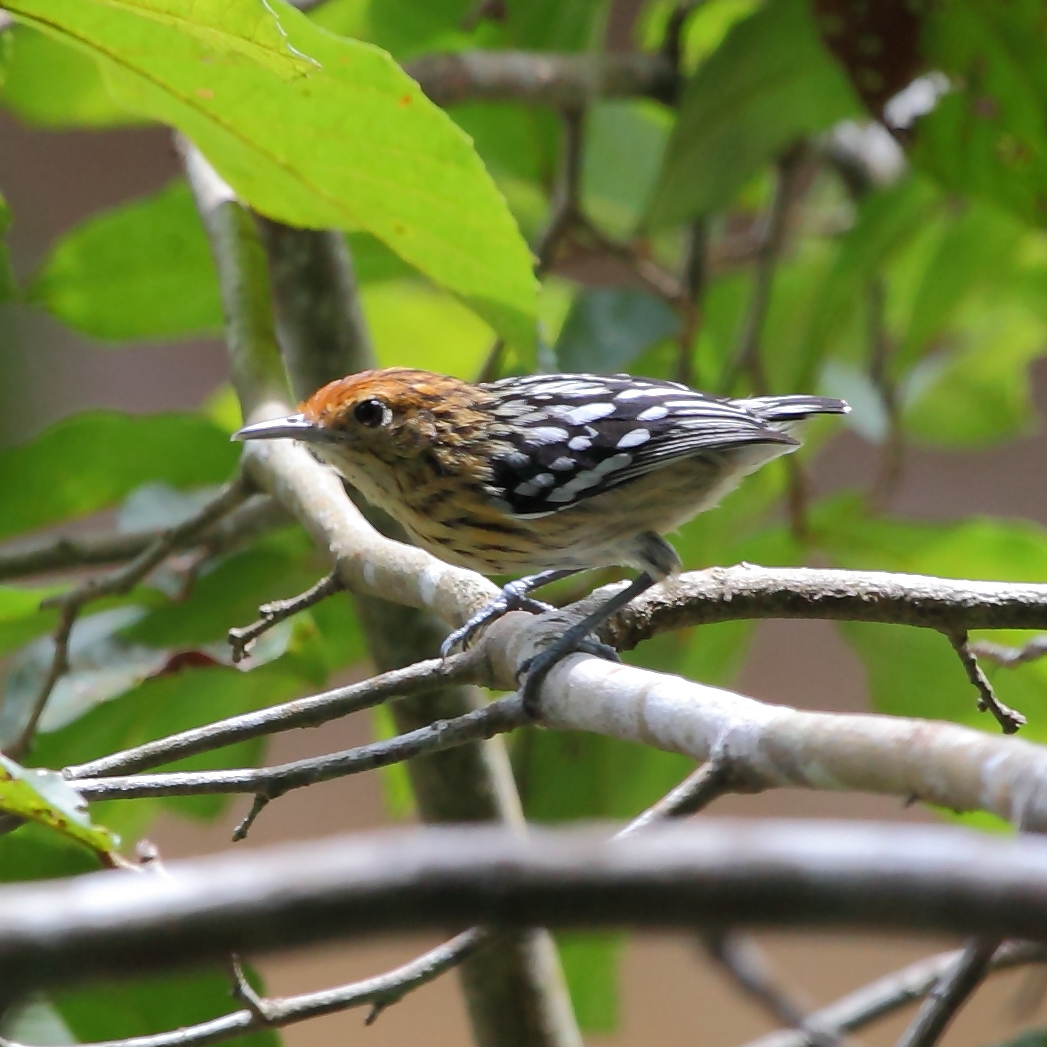 Amazonian Streaked Antwren