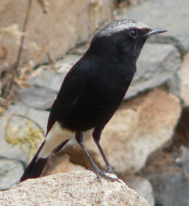 Abyssinian Wheatear