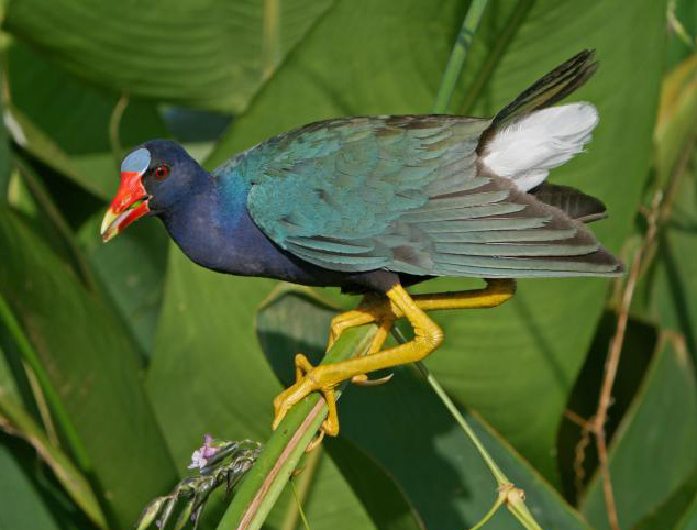 American Purple Gallinule