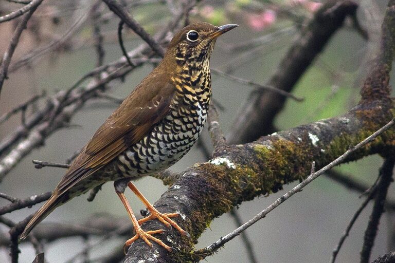 Alpine thrush