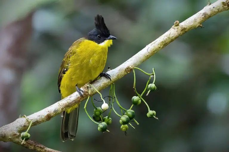 Bornean bulbul