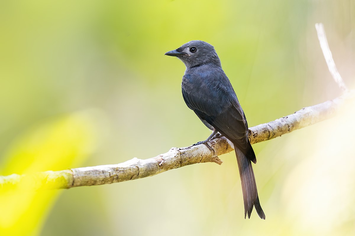 Ashy Drongo