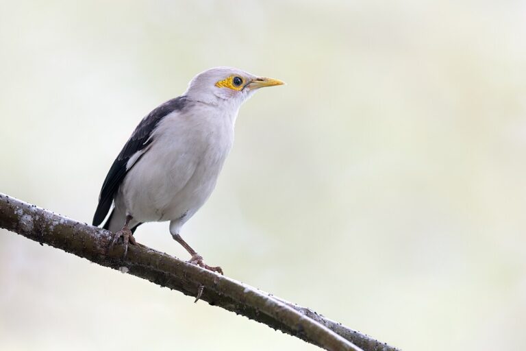 Black-winged starling