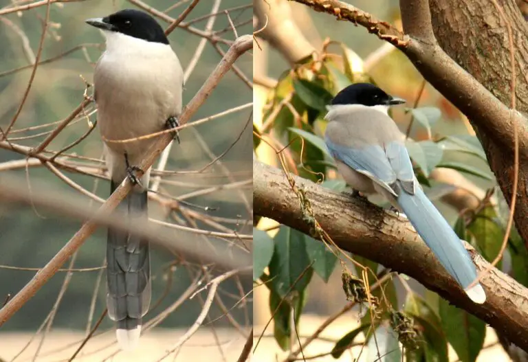 Azure-winged magpie