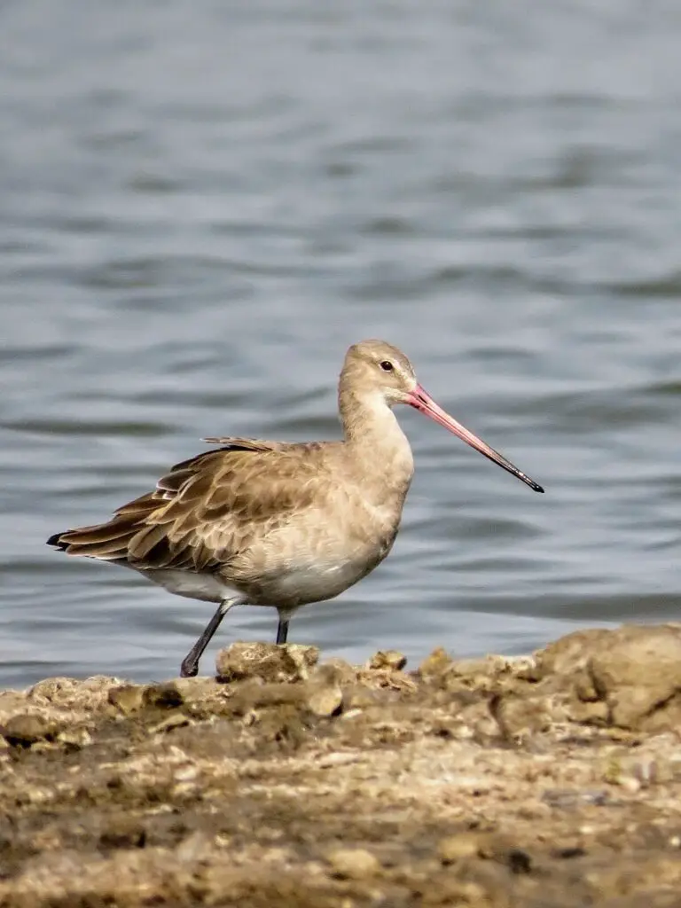 Black-tailed godwit