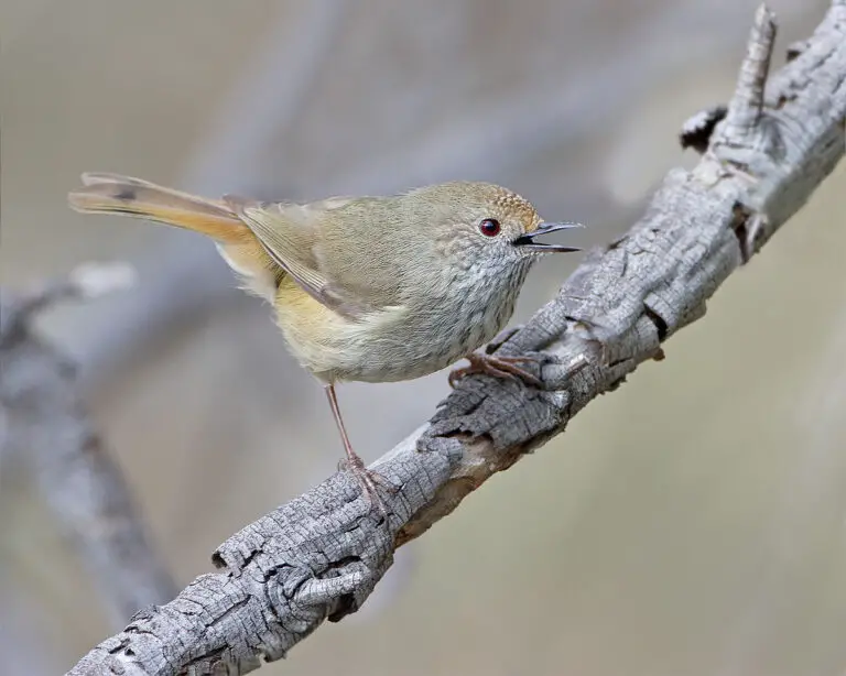 Brown thornbill