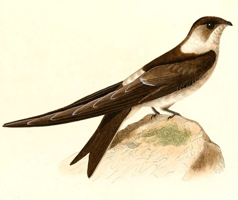 Andean Swift