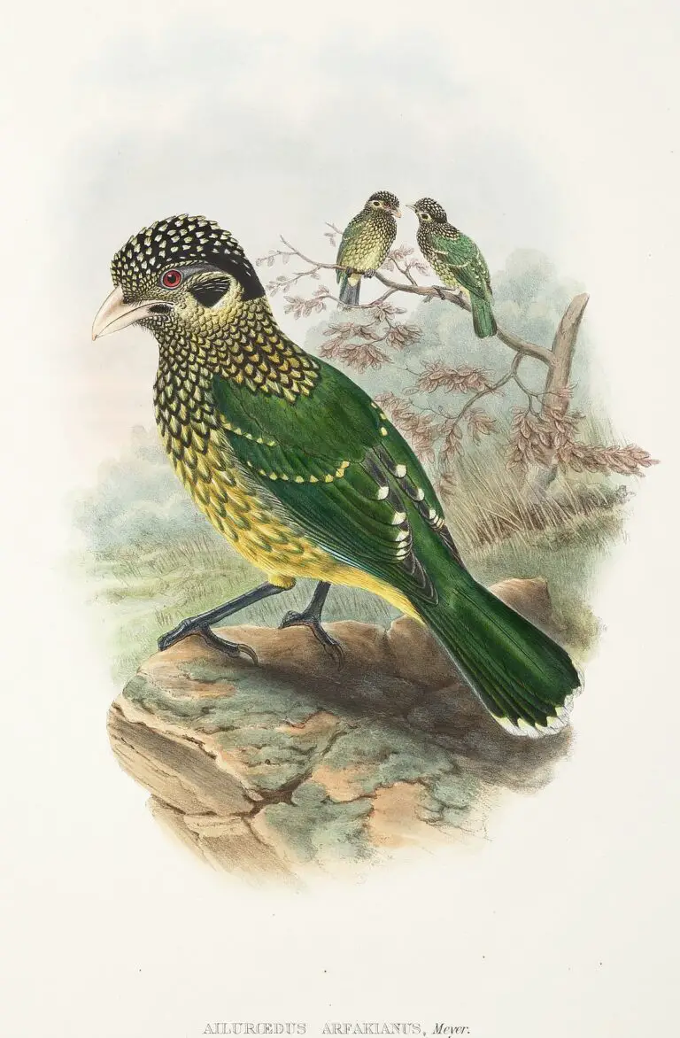 Arfak Catbird