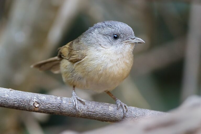 Brown-cheeked fulvetta