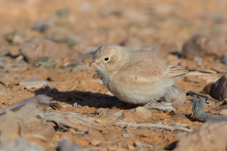 Bar-tailed lark