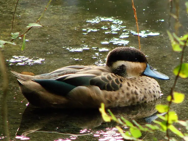 Blue-billed teal