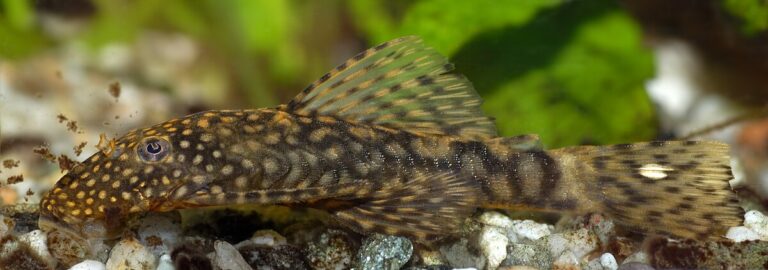 Bristlenose catfish