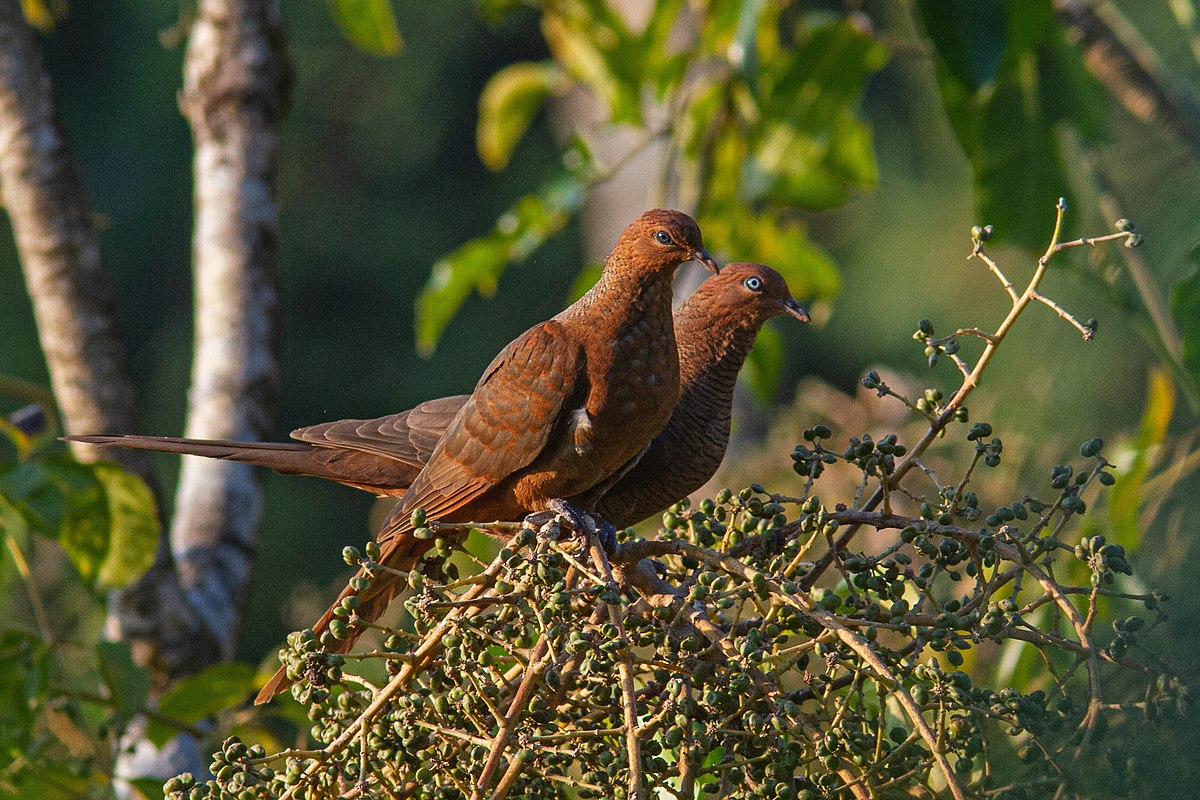 Andaman Cuckoo-Dove