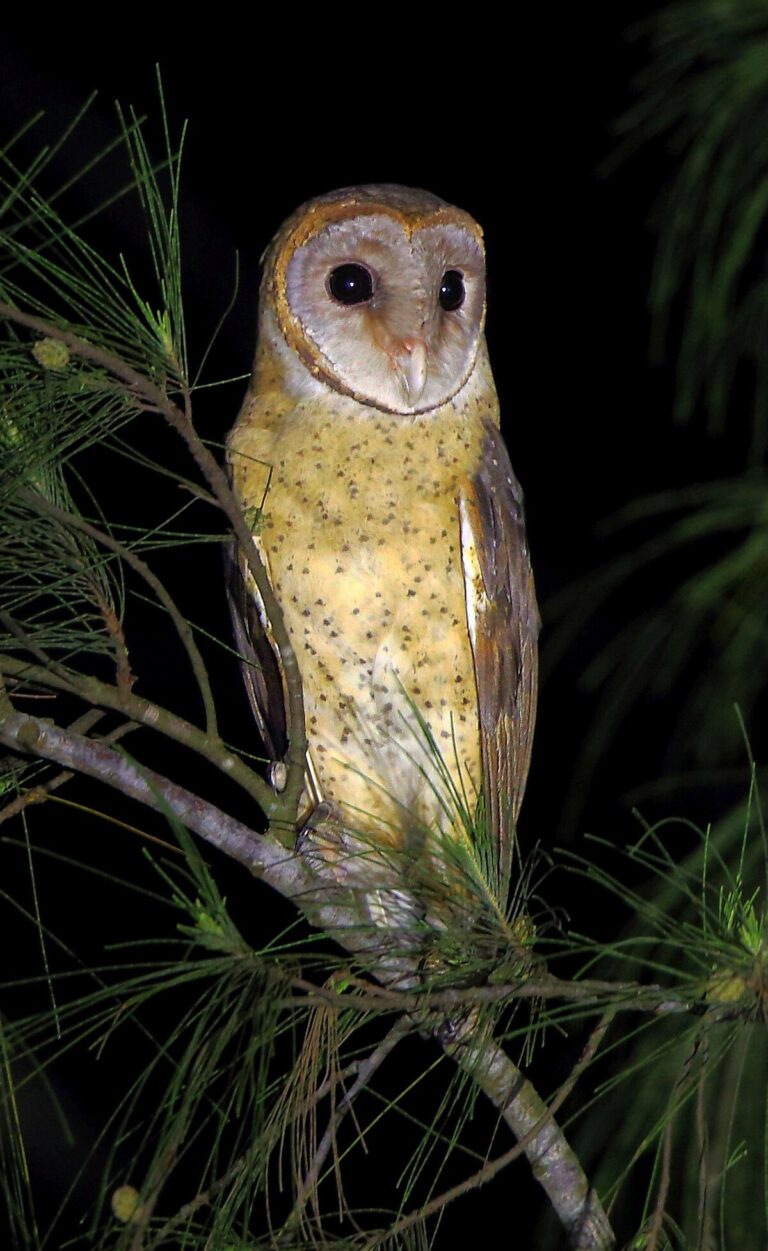 Andaman masked owl