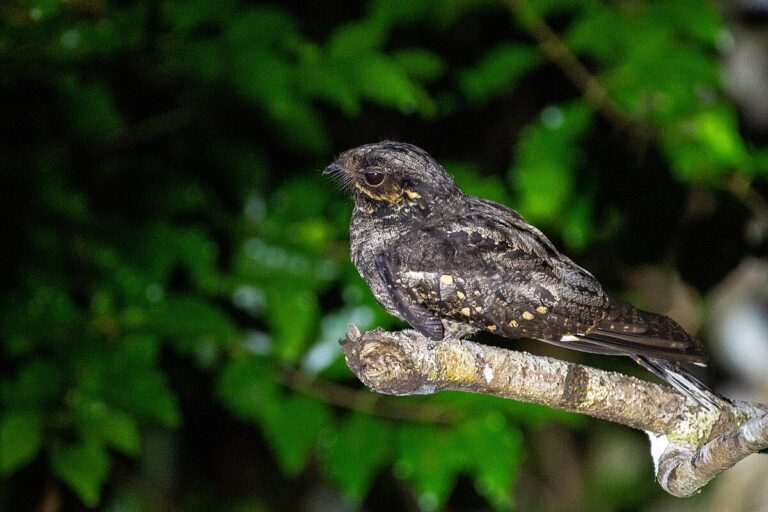 Andaman Nightjar