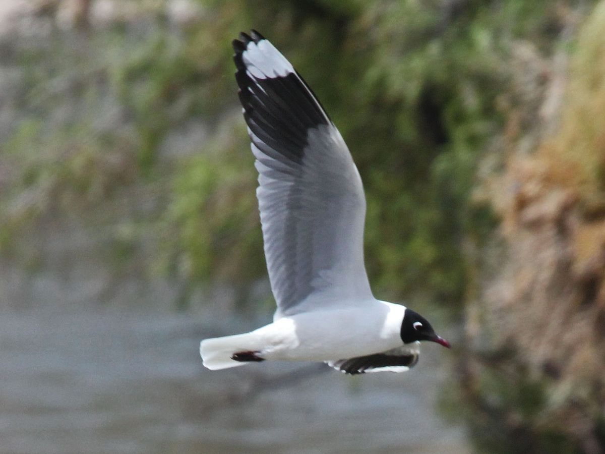 Andean Gull