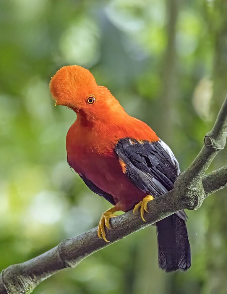 Andean Cock-Of-The-Rock