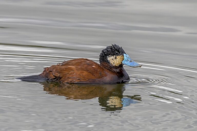 Andean Duck