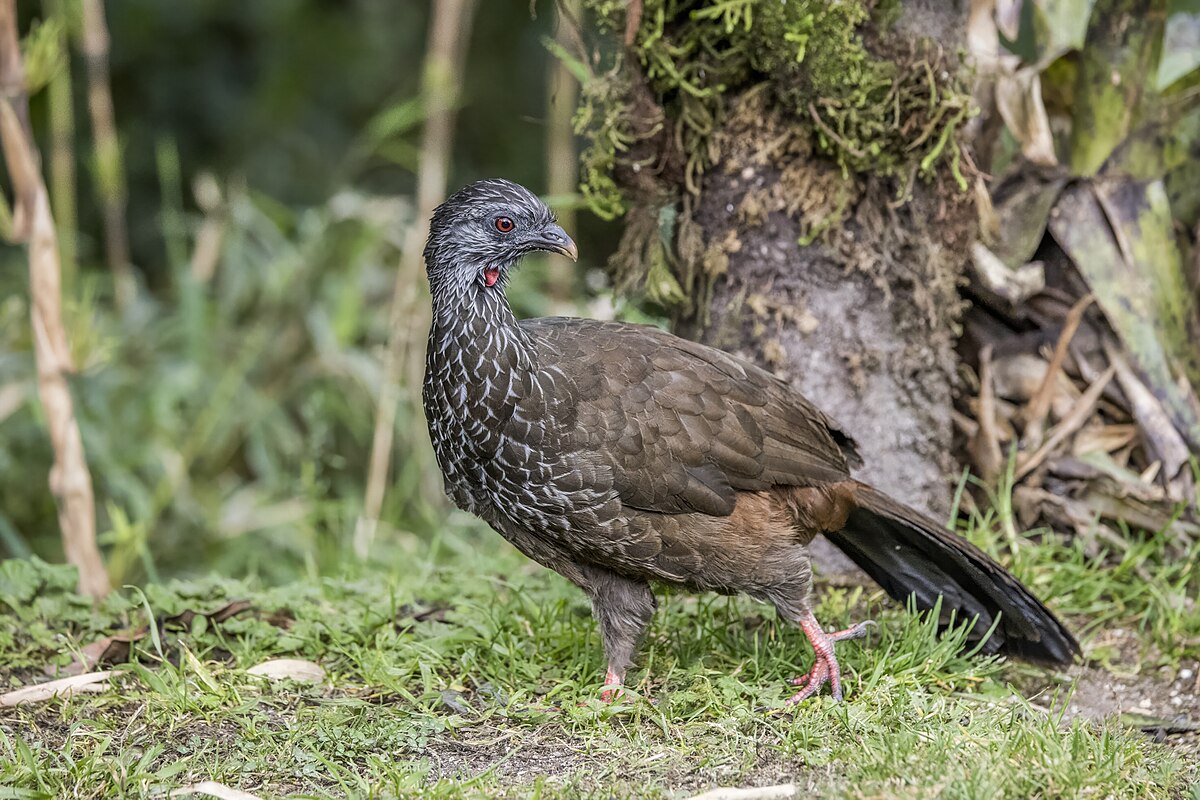 Andean Guan