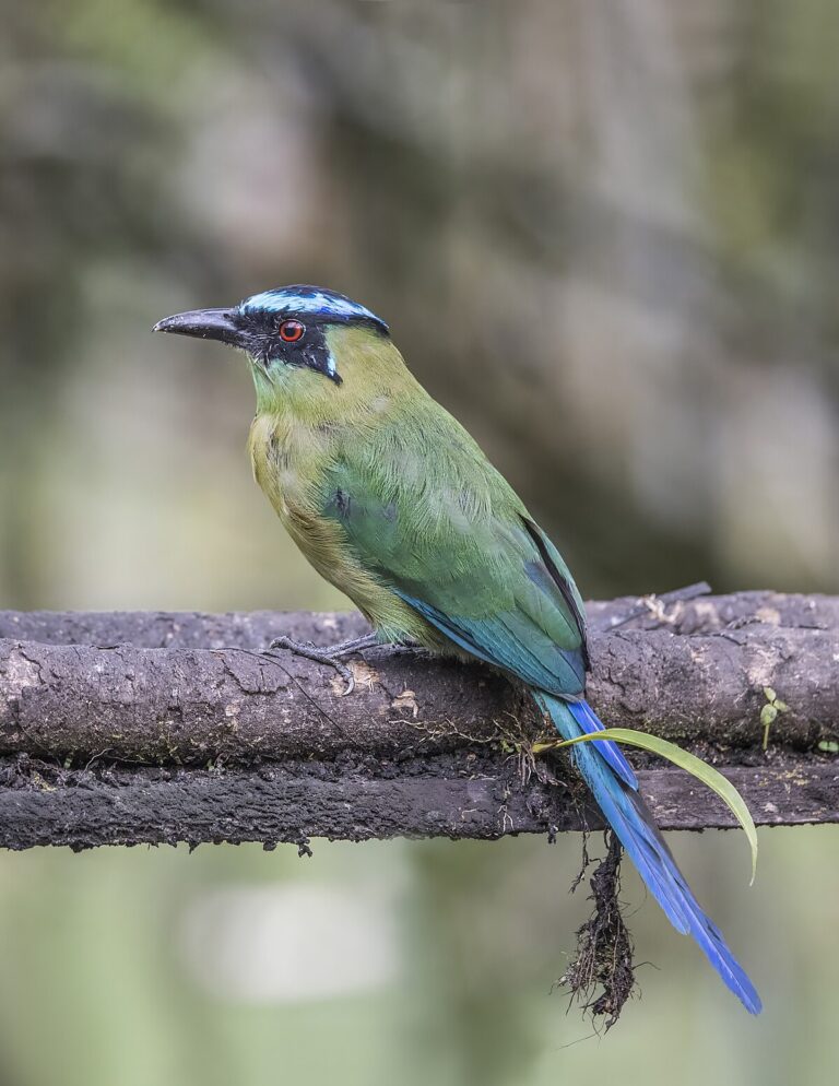 Andean Motmot