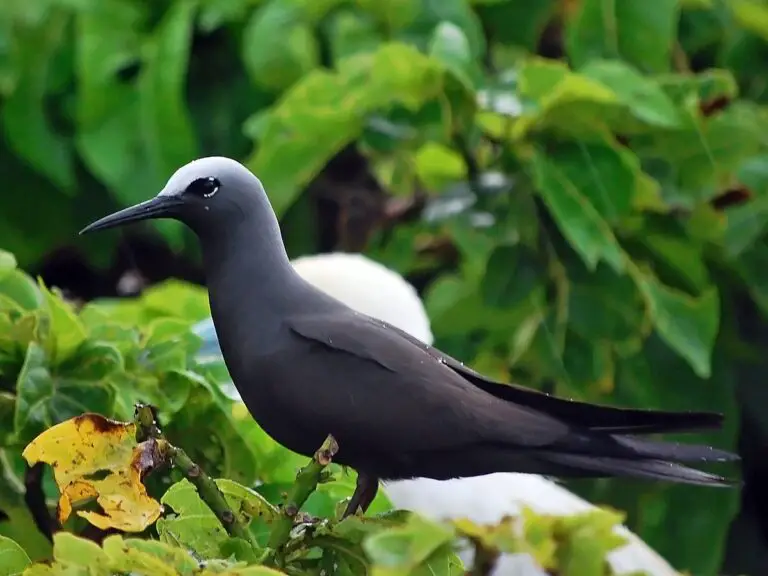 Black noddy