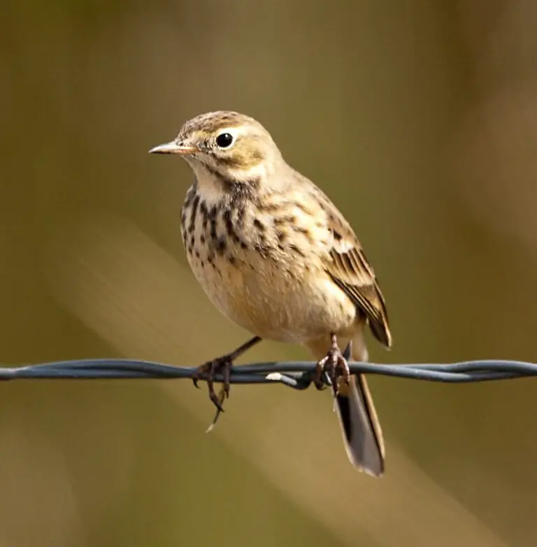 Buff-bellied pipit