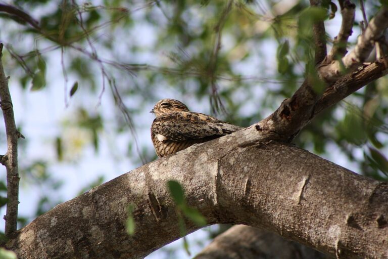 Antillean Nighthawk