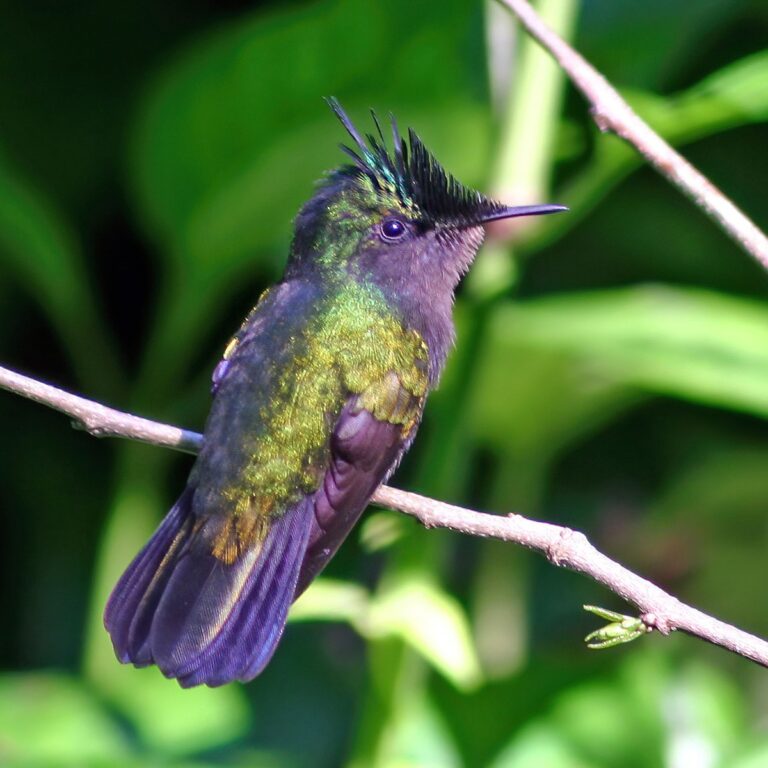 Antillean Crested Hummingbird