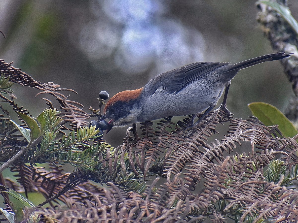 Antioquia Brushfinch