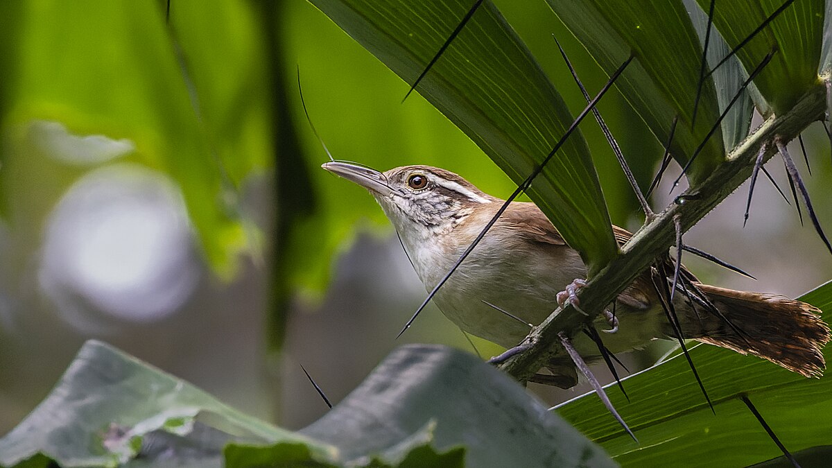 Antioquia Wren