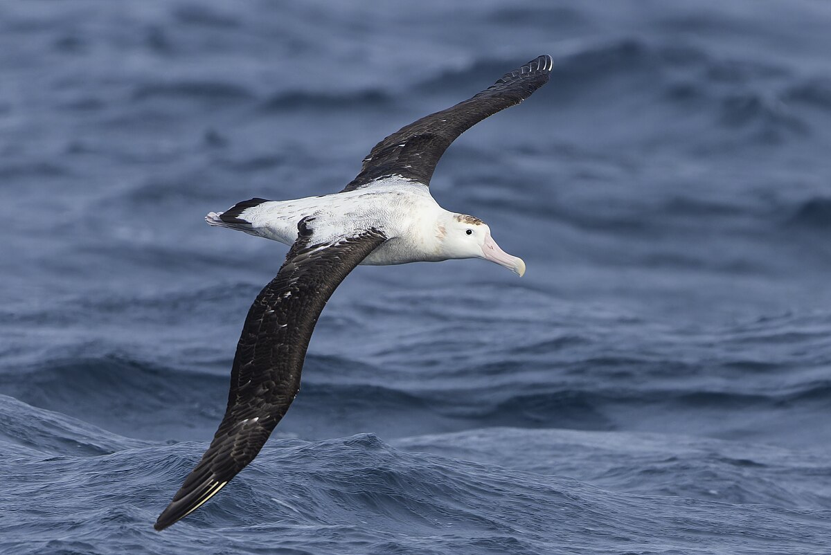 Antipodean Albatross