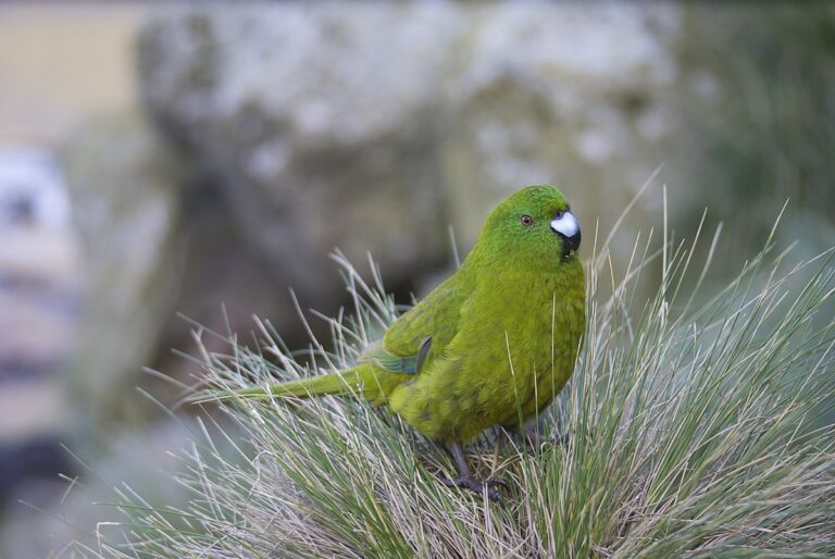 Antipodes parakeet