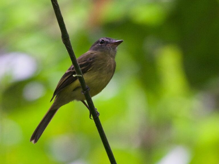 Black-billed flycatcher