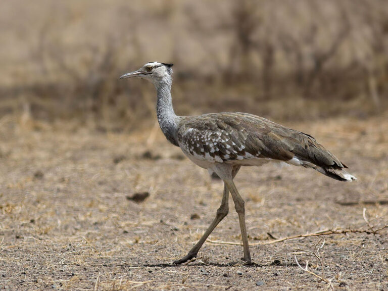 Arabian Bustard