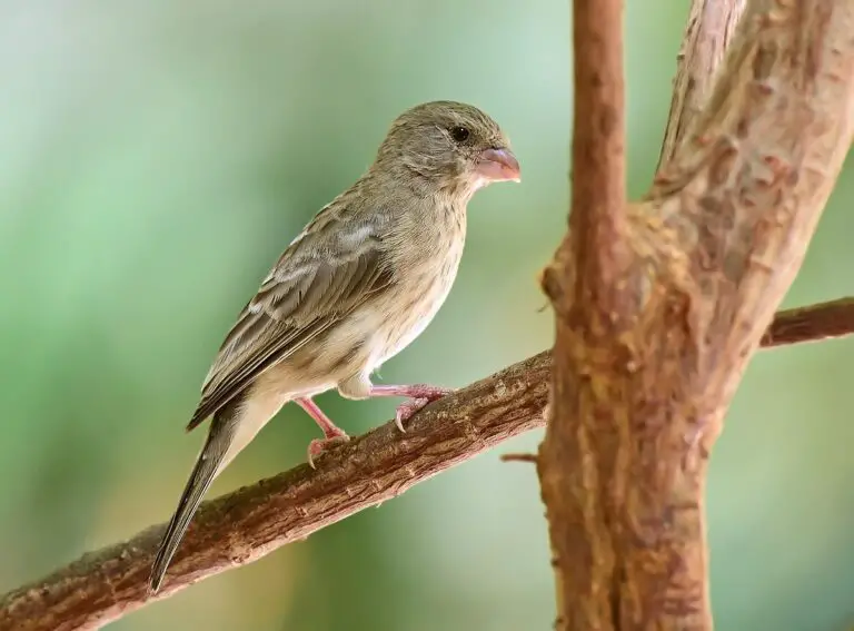 Arabian Serin