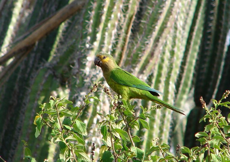 Brown-throated parakeet