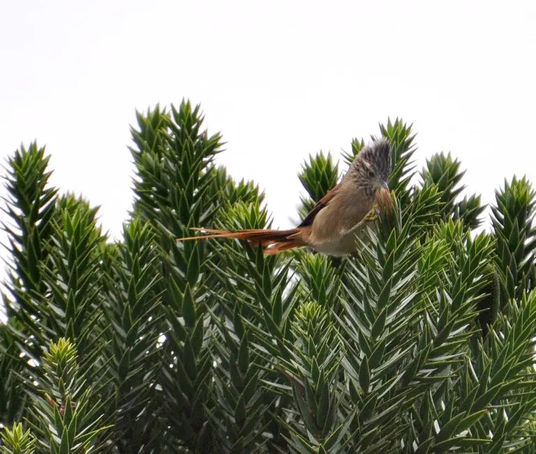 Araucaria Tit-Spinetail