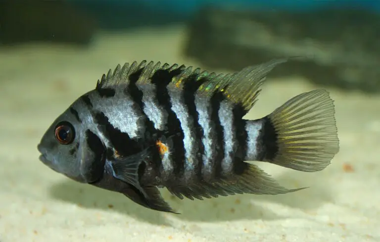 Convict cichlid