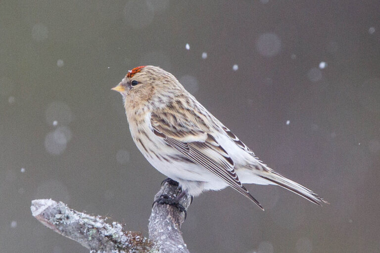 Arctic redpoll