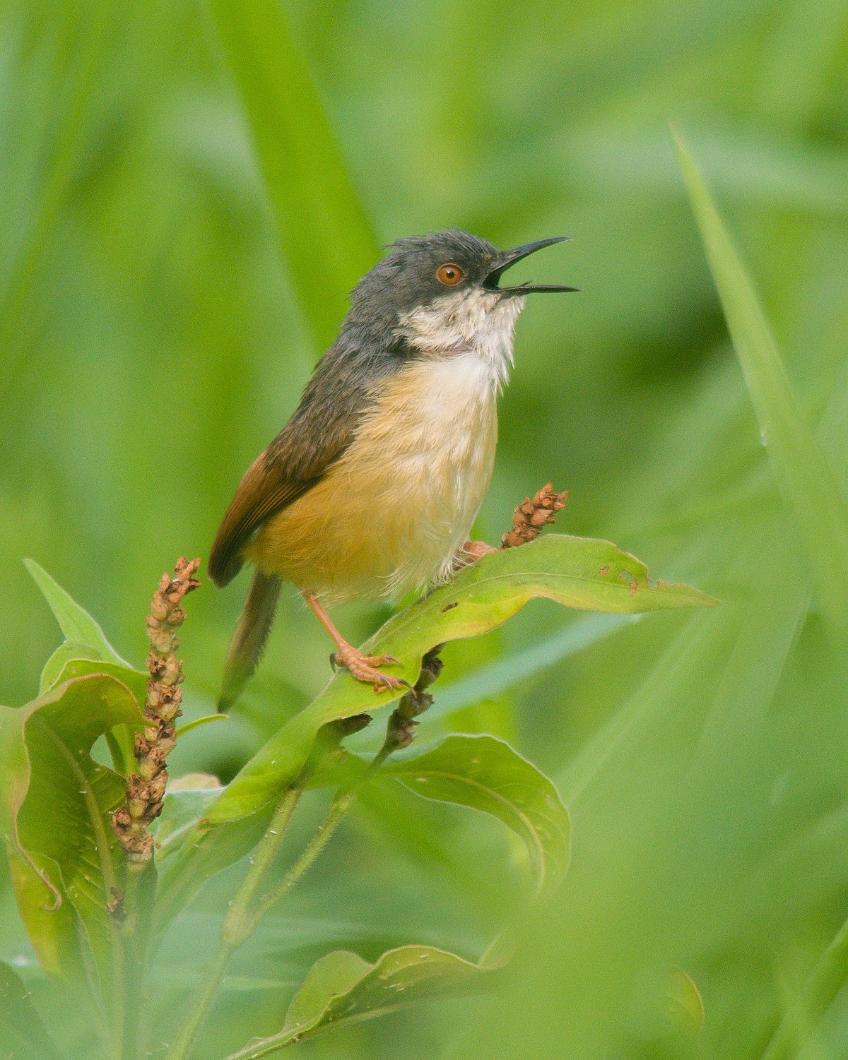 Ashy Prinia