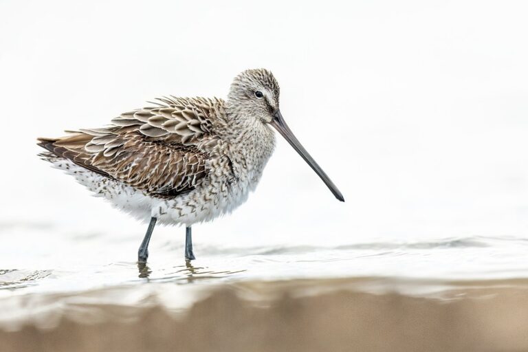 Asian Dowitcher